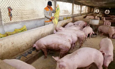 Giá heo hơi hôm nay 13/4: Tăng nhẹ ở một số tỉnh thành