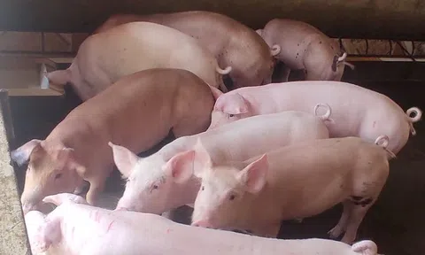 Giá heo hơi hôm nay 14/4: Tăng, giảm quanh mức 1.000 đồng/kg
