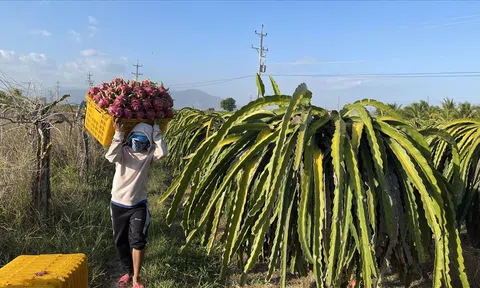 Tìm giải pháp khi nhiều nhà vườn phá bỏ cây thanh long