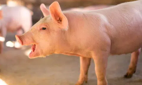 Giá heo hơi hôm nay ngày 20/4: Điều chỉnh trong khoảng 1.000-2.000 đồng/kg