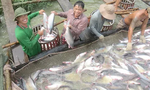 Giá cá tra hồi sinh mạnh mẽ sau 3 năm ảm đạm, mang lại niềm vui cho nông dân