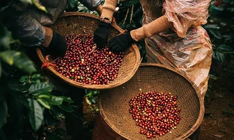 Tiêu dùng xanh ngày 22/4: Giá cà phê thế giới đảo chiều tăng mạnh