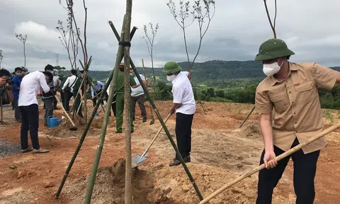 Quảng Trị: Đẩy mạnh trồng cây xanh, phục hồi hệ sinh thái