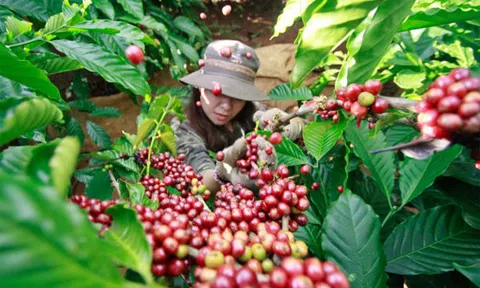 Tiêu dùng xanh ngày 24/4/2022: Cà phê trong nước tăng 500 đồng/kg trong tuần qua