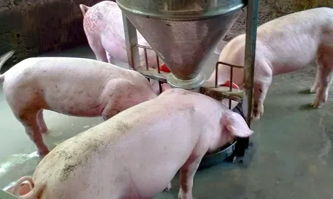Giá lợn hơi hôm nay 25/4: Đồng loạt đi ngang cả 3 miền