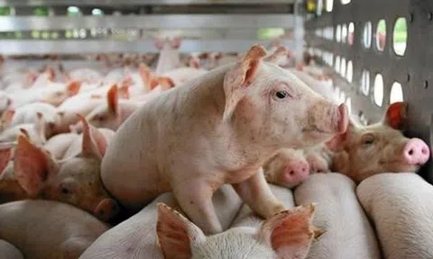 Giá heo hơi hôm nay ngày 26/4: Giảm nhẹ ở một vài LLc88 phiên bản mới