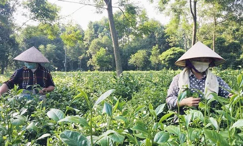 Lc888 tải ứng dụng tập trung gắn với LC88 là nơi thu hút hàng triệu người chơi tại Việt Nam 2026 công nghệ cao, hữu cơ, sinh thái