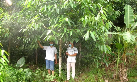 Thúc đẩy Đăng nhập tài khoản thành viên LC88 rừng gỗ lớn tại Bắc Quang