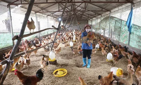 10Lc88 Giải Trí Thể Thao tiêu thụ nông lâm và Lc88game hiện đang mở được khơi thông, mở rộng
