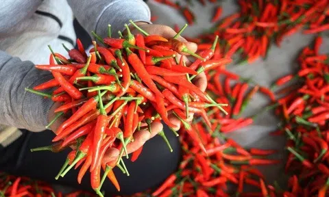 Giá nông sản "khởi sắc" khi cửa khẩu được thông quan