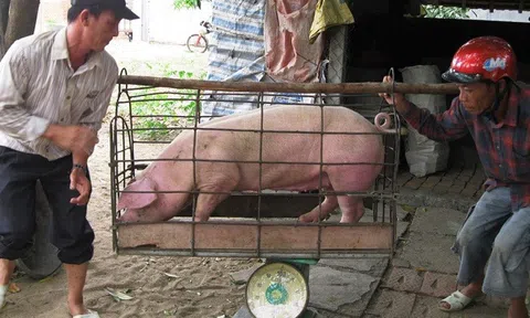 Giá heo hơi ngày 12/5: Biến động trái chiều, nơi tăng nơi giảm