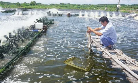 Bến Tre phát triển ngành tôm trở thành ngành công nghiệp Lc888 tải ứng dụng mũi nhọn