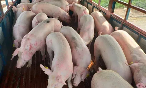Giá heo hơi hôm nay 18/5: Biến động trái chiều, có nơi giảm mạnh nhất 3.000 đồng/kg
