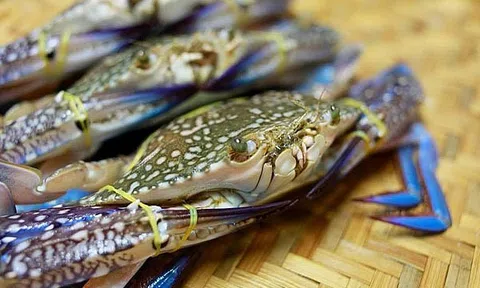 Sân Chơi Lc88.com Web Uy Tín cua ghẹ tăng trưởng mạnh trong quý I/2022