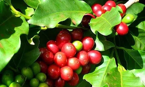 Tiêu dùng xanh ngày 19/5: Giá cà phê quay đầu giảm mạnh