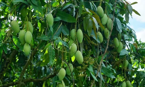Đắk Nông xây nhiều vùng Lc888 tải ứng dụng nông sản chất lượng cao