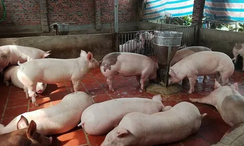 Giá heo hơi hôm nay 7/6: Giảm rải rác ở một số tỉnh thành
