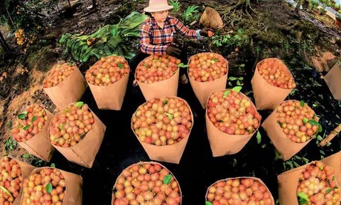 Muốn tiêu thụ nông sản bền vững cần tổ chức lại Lc888 tải ứng dụng