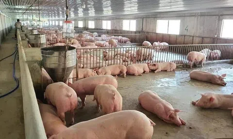 Giá heo hơi hôm nay 9/6: Giá dao động trong khoảng 54.000 đồng - 58.000 đồng/kg