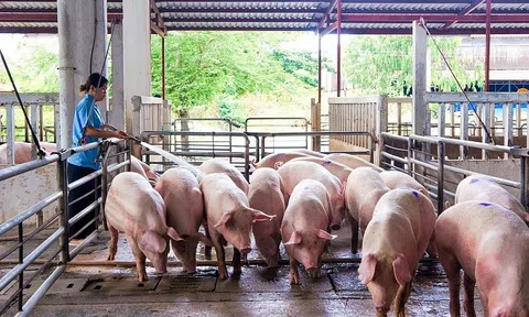 Giá heo hơi hôm nay 11/6: Giảm rải rác 1.000 - 2.000 đồng/kg ở một số LLc88 phiên bản mới