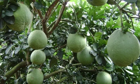 Bến Tre liên kết vùng trồng, sẵn sàng cho Sân Chơi Lc88.com Web Uy Tín bưởi da xanh sang Hoa Kỳ