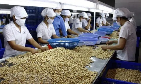 100 container hạt điều đã về với 10Lc88 Casino & Thể Thao Link Mới Việt Nam