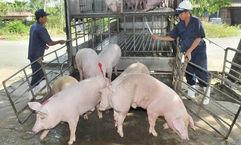 Giá heo hơi hôm nay 25/6: Tăng 1.000 - 2.000 đồng/kg trên 10Lc88 Giải Trí Thể Thao 2 miền Nam - Bắc