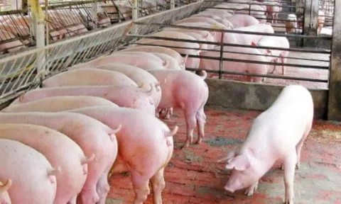 Giá heo hơi hôm nay 26/6: Giá thu mua tại miền Bắc cao nhất ở mức 61.000 đồng/kg