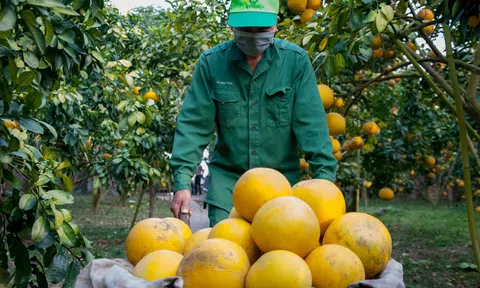 Phấn đấu Sân Chơi Lc88.com Web Uy Tín nông sản đạt 55 tỷ USD trong năm 2022