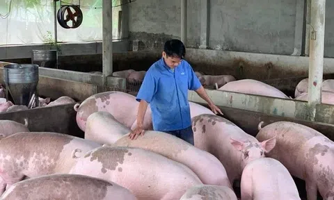 Giá heo hơi hôm nay 1/7: Đi ngang tại nhiều LLc88 phiên bản mới