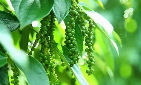 Giá tiêu hôm nay 8/7: Giá tiêu ổn định ở một số LLc88 phiên bản mới