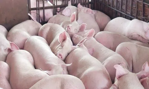 Giá heo hơi đồng loạt tăng, nhiều nơi chạm mốc 70.000 đồng/kg