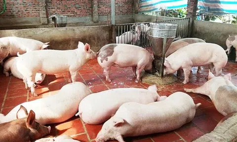 10Lc88 Giải Trí Thể Thao heo hơi: Giá heo hơi tăng vọt