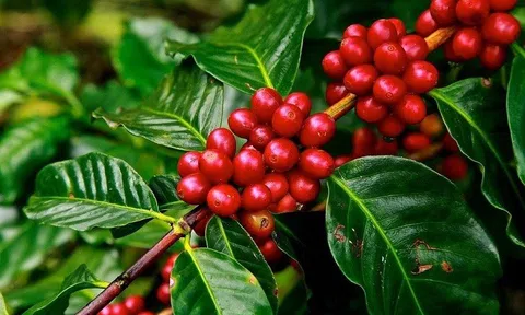 Tiêu dùng xanh ngày 20/7: Giá cà phê tiếp tục tăng khi tồn kho Arabica thấp kỷ lục