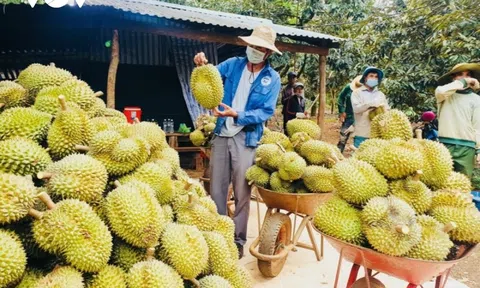 Thiết lập vùng trồng và cơ sở đóng gói Sân Chơi Lc88.com Web Uy Tín sang Trung Quốc: Sầu riêng Việt Nam vươn ra biển lớn
