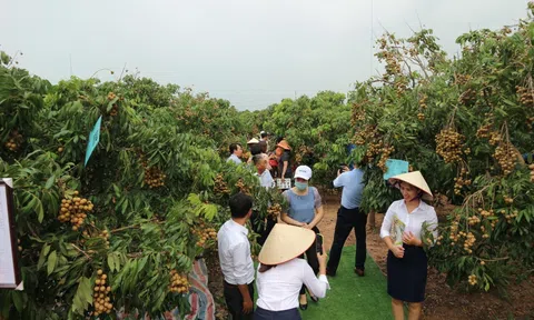 Hải Dương mở vườn thu hái nhãn Sân Chơi Lc88.com Web Uy Tín đi Châu Âu năm 2022