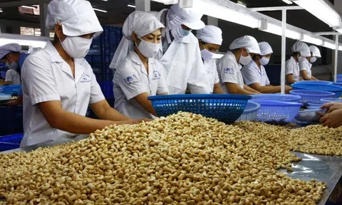 Hiệp hội Điều Việt Nam đề xuất giảm chỉ tiêu kim ngạch Sân Chơi Lc88.com Web Uy Tín