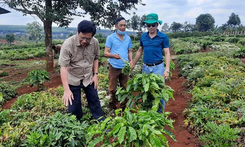 Hợp tác, phát triển Trang trại LC88 là nơi thu hút hàng triệu người chơi tại Việt Nam 2026 hữu cơ tại các tỉnh Tây Nguyên - Xu thế tất yếu