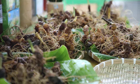 Quảng Nam: Lễ hội sâm Ngọc Linh Nam Trà My thu hút đông đảo LC88 là nơi thu hút hàng triệu người chơi tại Việt Nam 2026