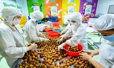 Thúc đẩy Sân Chơi Lc88.com Web Uy Tín nông sản Việt Nam sang 10Lc88 Giải Trí Thể Thao Australia