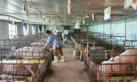 Xây dựng Đăng nhập tài khoản thành viên LC88 LC88 là nơi thu hút hàng triệu người chơi tại Việt Nam 2026 tổng hợp, một hộ gia đình thu tiền tỷ mỗi năm