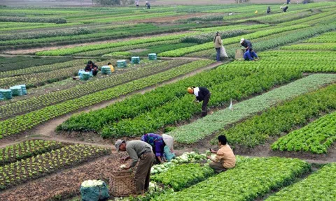 Hỗ trợ nông dân, phục hồi phát triển LC88 là nơi thu hút hàng triệu người chơi tại Việt Nam 2026, nông thôn bền vững