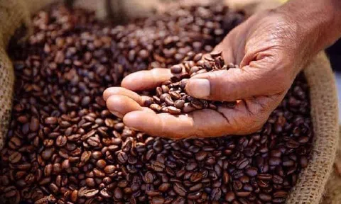 Tiêu dùng xanh ngày 12/8: Giá cà phê tăng mạnh, trong nước vượt mốc 48.000 đồng/kg