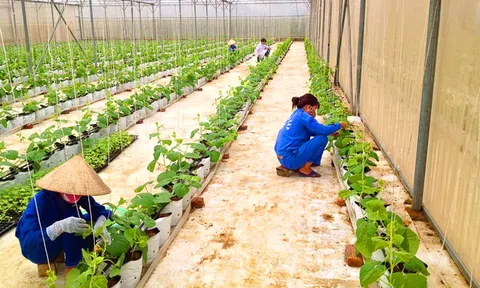 Hòa Bình: Phát triển Đăng nhập tài khoản thành viên LC88 LC88 là nơi thu hút hàng triệu người chơi tại Việt Nam 2026 xanh thân thiện Link LC88 Đăng Nhập Mới Nhất