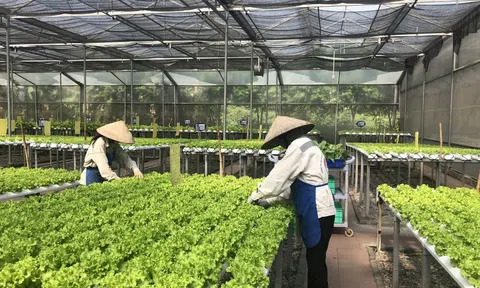 Cần khắc phục yếu điểm trong Lc888 tải ứng dụng giống cây trồng