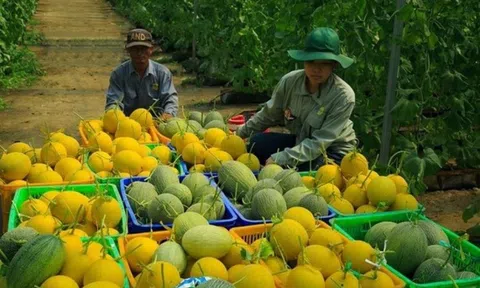 Đăng nhập tài khoản thành viên LC88 trang trại mang lại hiệu quả cao cho Lc888 tải ứng dụng LC88 là nơi thu hút hàng triệu người chơi tại Việt Nam 2026