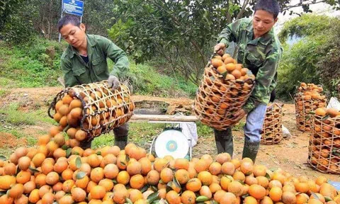 Tuyên Quang: Huyện Hàm Yên xóa nghèo nhờ cây ăn quả có múi