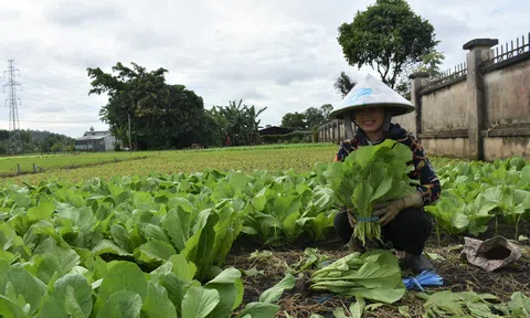 Lc888 tải ứng dụng giống cây trồng: Tìm giải pháp đột phá