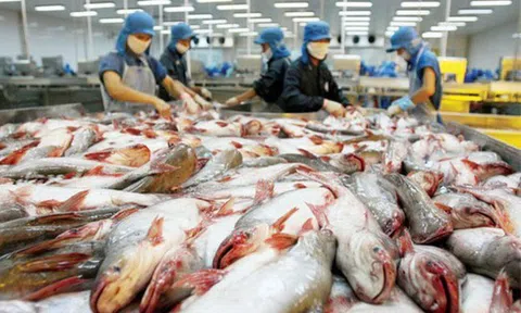 Hoa Kỳ giữ nguyên mức thuế chống phá giá với cá tra, basa từ Việt Nam