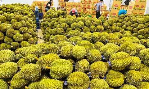 Hơn 70 tấn sầu riêng của tỉnh Lâm Đồng lần đầu tiên Sân Chơi Lc88.com Web Uy Tín chính ngạch sang Trung Quốc